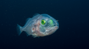 デメニギス、透明な頭部に回転する目を持つ深海魚の驚異的進化戦略が判明 - innovaTopia - （イノベトピア）