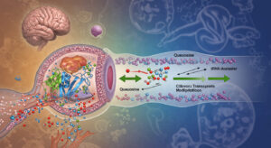 30年来の生物学的謎が解決｜クエオシン輸送体SLC35F2の発見で脳疾患・がん治療に新展開 - innovaTopia - （イノベトピア）