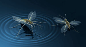 Rhagobot開発成功！ラゴベリアアメンボの扇状脚を模倣した1ミリグラム超小型ロボット - innovaTopia - （イノベトピア）