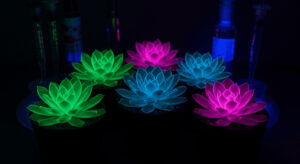 華南農業大学が開発、リン光体注入で多肉植物が暗闇で2時間発光する新技術 - innovaTopia - （イノベトピア）