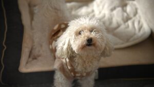 11月1日【今日は何の日？】「犬の日」――最新科学が解き明かす、3万年の絆の正体