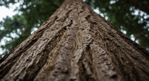 10月8日【今日は何の日？】「木の日」―進化する高機能木材が拓く持続可能な未来